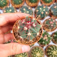 FEROCACTUS COLORATUS, image 