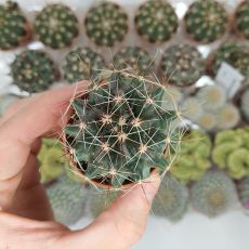 FEROCACTUS HAMATACANTHUS, image 