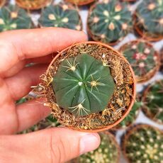 FEROCACTUS MACRODISCUS, image 