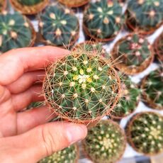 FEROCACTUS SCHWARZII, image 