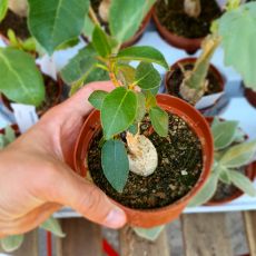 FICUS OBTUSIFOLIA, image 