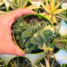 GASTERIA MINIMA VARIEGATA, image 