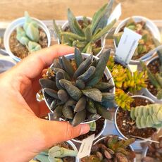 GASTERIA NIGRICANS F. MONSTROSA, image 