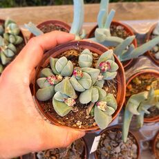 GIBBAEUM DISPAR, image 