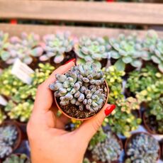 GRAPTOPETALUM PACHYPHYLLUM, image 