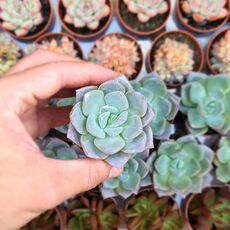 GRAPTOPETALUM PARAGUAYENSE HYBRID, image 