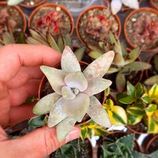 GRAPTOPETALUM PARAGUAYENSE, image , 2 image