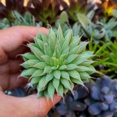 GRAPTOVERIA SILVER STAR, image 