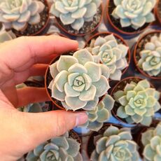 GRAPTOVERIA TITUBANS, image , 2 image