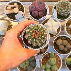 GYMNOCALYCIUM BRUCHII, image 