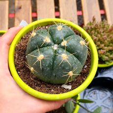 GYMNOCALYCIUM HORSTII, image 