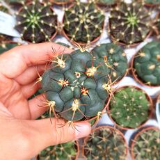 GYMNOCALYCIUM PFLANZII, image _ab__is.image_number.default