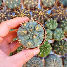 GYMNOCALYCIUM SAGLIONIS, image _ab__is.image_number.default