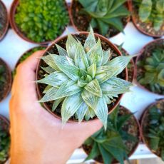 HAWORTHIA TURGIDA GREY GHOST, image 