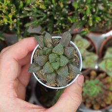 HAWORTHIA SUGAR PLUM, image , 2 image