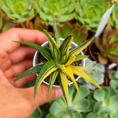 HAWORTHIA ATTENUATA VARIEGATA, image , 2 image