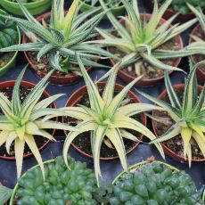 HAWORTHIA ATTENUATA VARIEGATA, image _ab__is.image_number.default