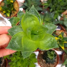 HAWORTHIA CYMBIFORMIS, image _ab__is.image_number.default