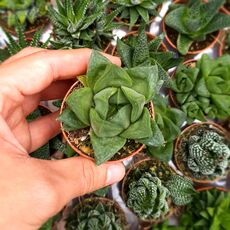 HAWORTHIA CYMBIFORMIS, image 