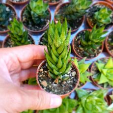 HAWORTHIA COARCTATA, image 