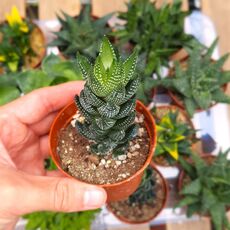 HAWORTHIA COARCTATA, image 