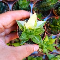 HAWORTHIA CYMBIFORMIS VARIEGATA, image , 2 image