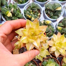 HAWORTHIA CYMBIFORMIS VARIEGATA, image , 3 image