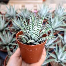 HAWORTHIA FASCIATA ALBA, image 