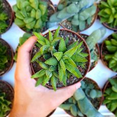 HAWORTHIA FASCIATA HYBRID, image 