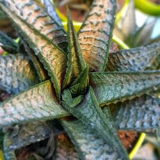 HAWORTHIA LIMIFOLIA HYBRID, image , 2 image