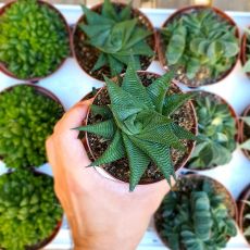 HAWORTHIA LIMIFOLIA, image 