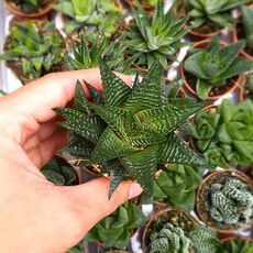 HAWORTHIA LIMIFOLIA, image 