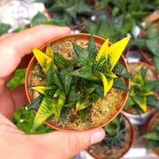 HAWORTHIA LIMIFOLIA VARIEGATA, image 