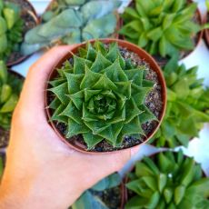 HAWORTHIA LUTEOROSEA, image 