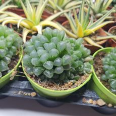 HAWORTHIA OBTUSA, image , 5 image