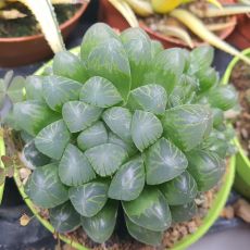 HAWORTHIA OBTUSA, image , 4 image