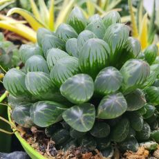 HAWORTHIA OBTUSA, image 