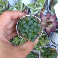 HAWORTHIA OBTUSA, image 