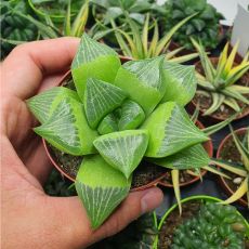 HAWORTHIA RETUSA, image , 2 image