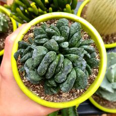 HAWORTHIA TRUNCATA X MAUGHANII, image 