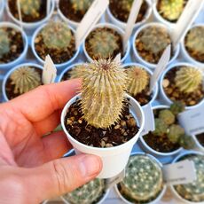 HOODIA GORDONII, image 