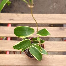 HOYA ACUTA ALBOMARGINATA, image 