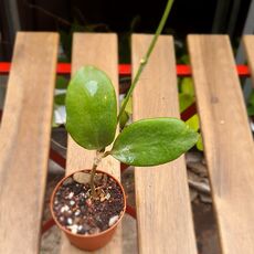 HOYA ANULATA, image 