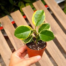 HOYA AUSTRALIS ALBOMARGINATA, image 