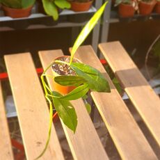 HOYA AUSTRALIS SUBS. ORAMICOLA, image 