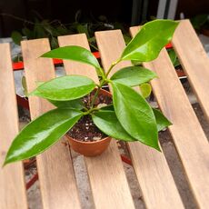 HOYA BENITOTANII, image 