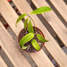 HOYA BORDENII, image 