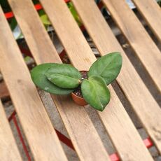 HOYA CALYCINA, image 