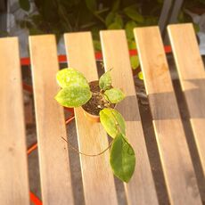 HOYA INCRASSATA, image 