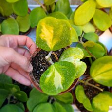 HOYA KERRI REVERSE VARIEGATA, image , 2 image